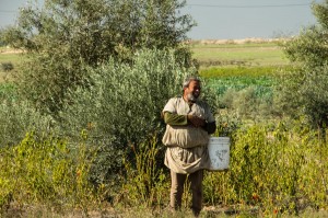 Farmer from Johr Al-Deek, Gaza - Photo: Johnny Barber, November 28th, 2012